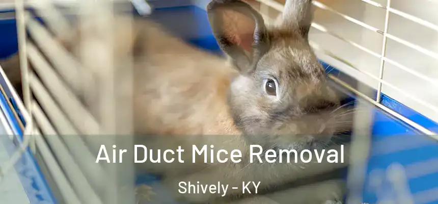  Air Duct Mice Removal Shively - KY